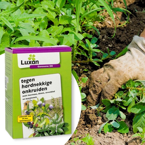 Genoxone ZX gegen hartnäckiges Unkraut 250 ml – Luxan (Ersetzt Primstar & Gazon net)