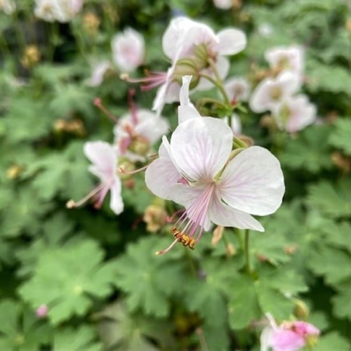Geranium Cantabrigiense Biokovo - Storchschnabel