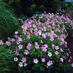 Geranium Endressii – Storchschnabel