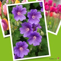 Storchschnabel Rozanne - Geranium-3