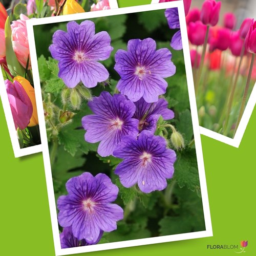 Storchschnabel Rozanne - Geranium-3
