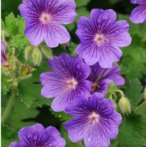Storchschnabel Rozanne - Geranium