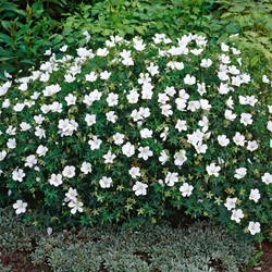 Geranium sanguineum Album - Storchschnabel