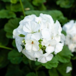 Geranium Sanguineum Album - Storchschnabel (Sechserpack)