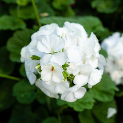 Geranium Sanguineum Album - Storchschnabel (Sechserpack)