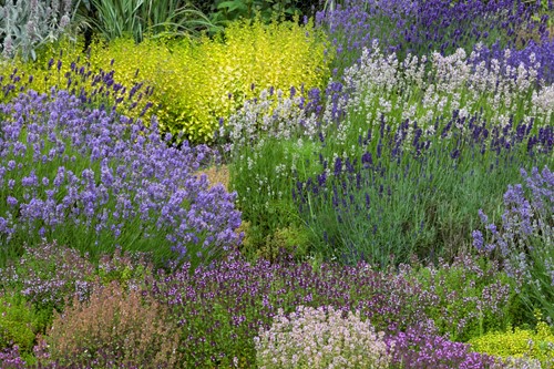 Tuinborder Geurende Border Modeste Herwig