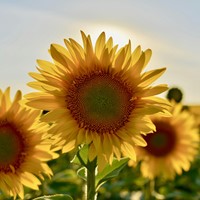 Zonnebloem zakjes persoonlijk bedrukt - 1.500 stuks-3
