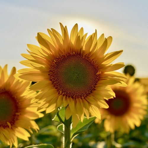 Zonnebloem zakjes persoonlijk bedrukt - 1.500 stuks-3