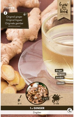 Ingwerwurzel (Zingiber officinalis)