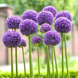 Allium Gladiator (Großpackung)