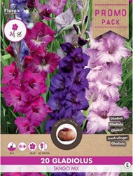 Gladiolen Tango Mischung - Schwertblume