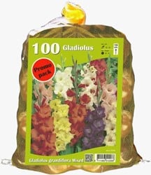 Gladiolen großblütrigen sorten (Großbeutel)