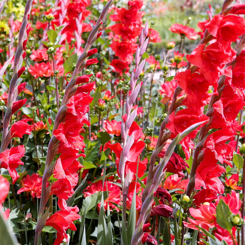 Gladiolen Rot - Gladiolus Traderhorn