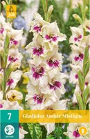 Gladiolus Amber Mistique - Schwertblume-2