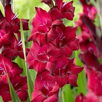 Gladiolus Black Star - Schwertblume