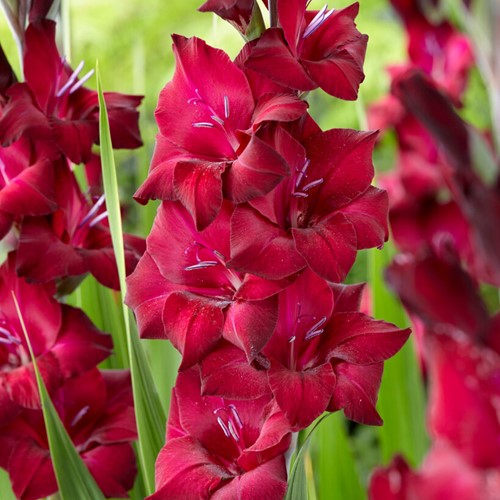 6x Gladiolus Black Star - Schwertblume