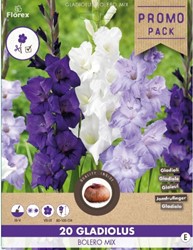 Gladiolus Bolero Mischung - Schwertblume