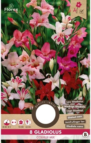 Gladiolus Colvillii Gemischt – Schwertblume