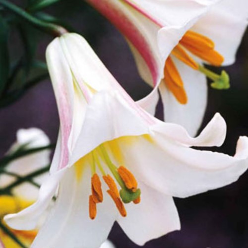 Lilium Regale - Lilien