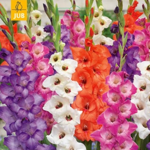 Gladiolus Glamini© Mixed - Schwertblume