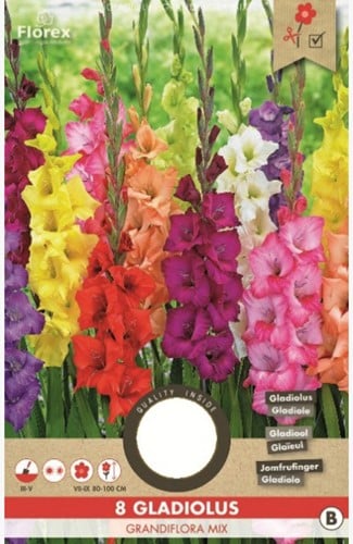 Gladiolenmischung