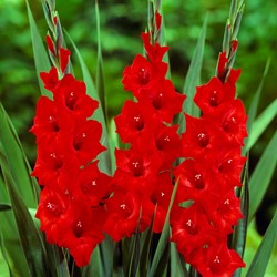 Gladiolus Mascagni - Rote Gladiole
