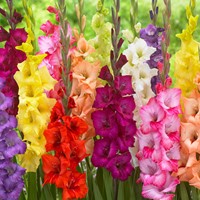 Gladiolenmischung