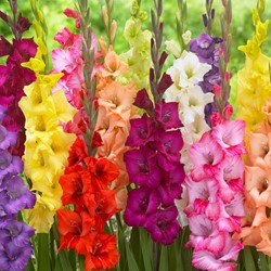Gladiolen Mix - Gladiolus