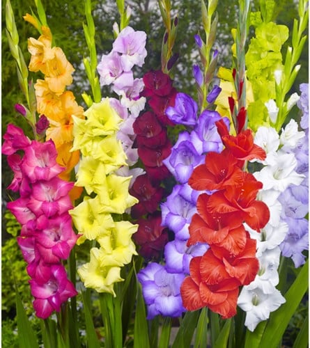 Gladiolenmischung (Großpackung) - Gladiolus