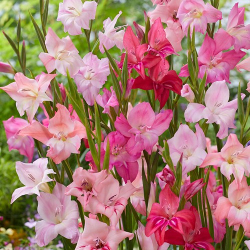 Gladiole Mini Mischung - Gladiolus Nanus