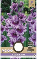 Gladiool Passos - Gladiolus-2