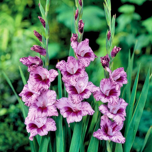 Gladiolus Passos - Schwertblume