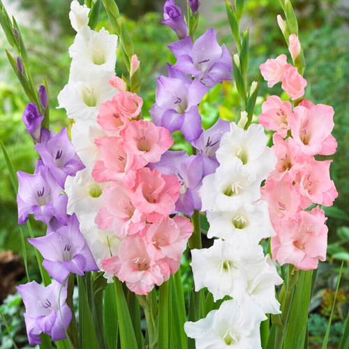 Gladiolen Pastell Mischung - Gladiolus