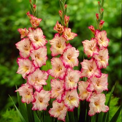 Gladiool Priscilla - Gladiolus