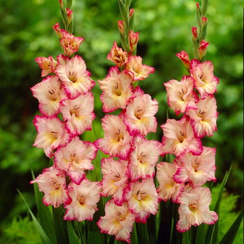 Gladiole Priscilla - Gladiolus