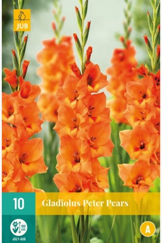 Gladiolus Peter Pears - Schwertblume-2