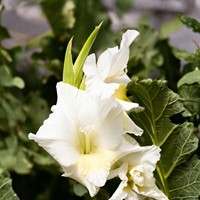 Gladiolus Serena - Gladiolen Wit