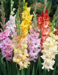 Gladiolus Fringled Mischung