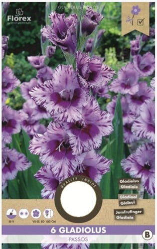 Gladiolus Passos