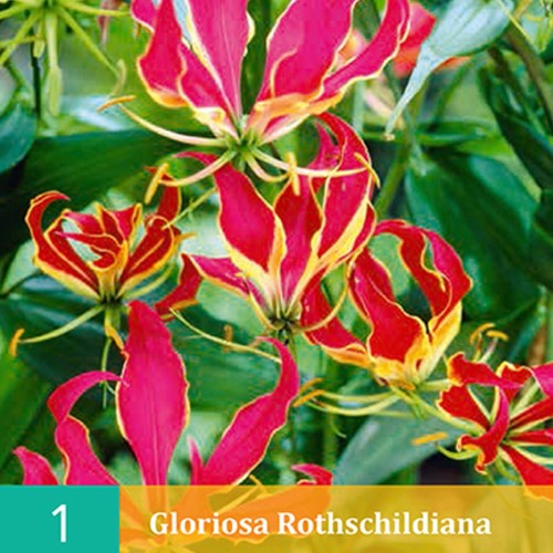 Ruhmeskrone - Gloriosa Rothschildiana