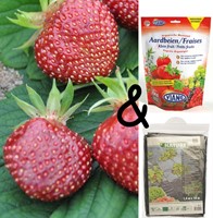 Zuchtpaket Erdbeere Cherryberry