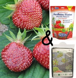Zuchtpaket Erdbeere Cherryberry