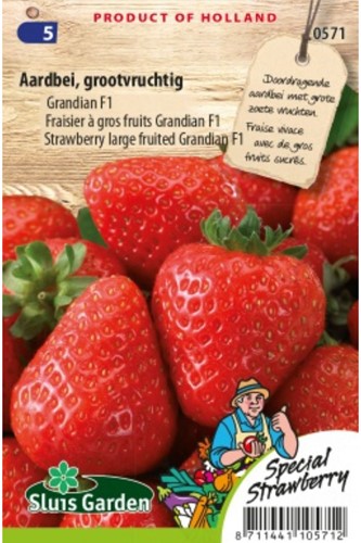 Erdbeere Grandian F1