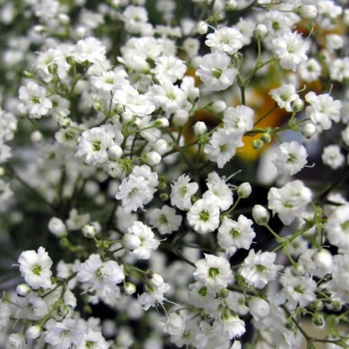 Gypsophila paniculata - Schleierkraut