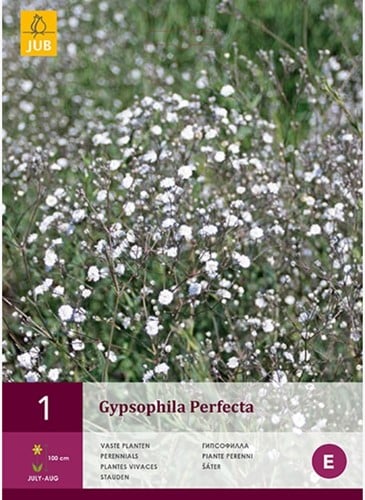 Gypsophila Perfecta - Gipskräuter