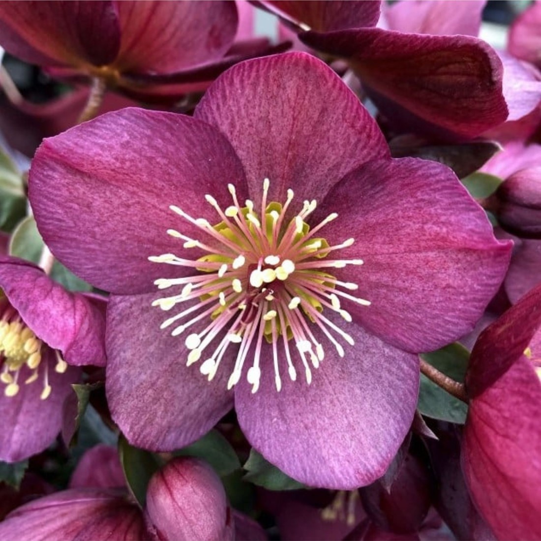 Helleborus Orientalis - Christrose Topfpflanze kaufen? Schnelle Lieferung  und gnstige Preise bei Blumenzwiebelnversand.de