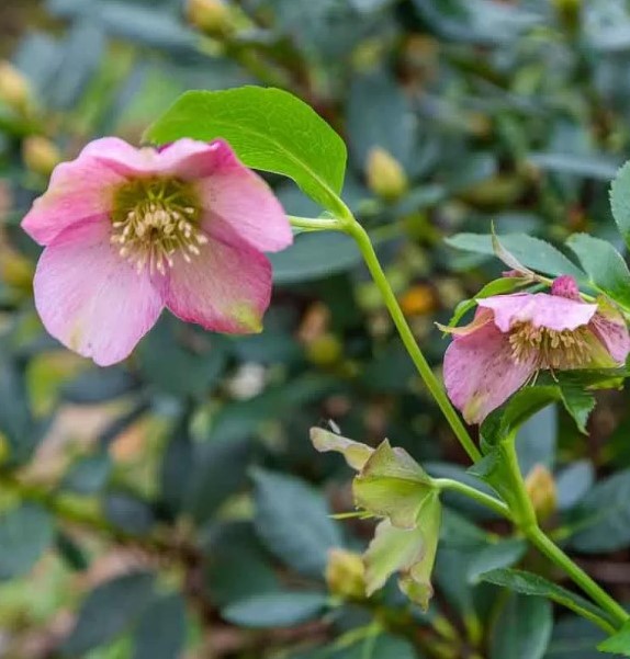 Helleborus Orientalis Pretty Ellen Pink Lenzrose kaufen? Schnelle