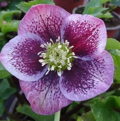 Helleborus Orientalis Pretty Ellen Spotted Lenzrose kaufen? Schnelle