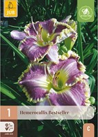 Hemerocallis Bestseller - Taglilie