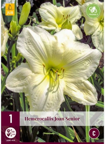 Hemerocallis Joan Senior - Taglilie
